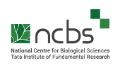 NCBS Logo
