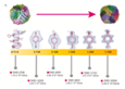 Apoferritin