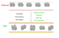 macromolecule
