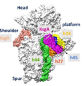 methyltransferases