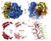 mycobacterial