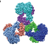 phenylacetate
