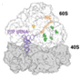 ribosome